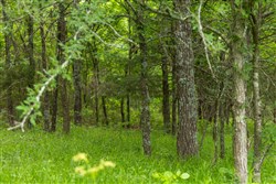 Harmony Hills Tract 9