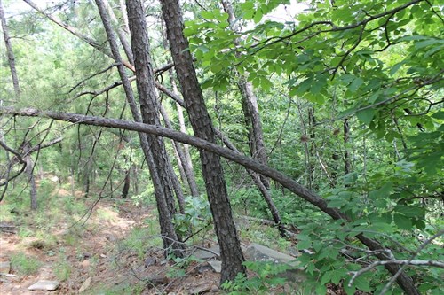 Indian Ridge Phase II Tract 40