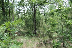 Indian Ridge Phase II Tract 59