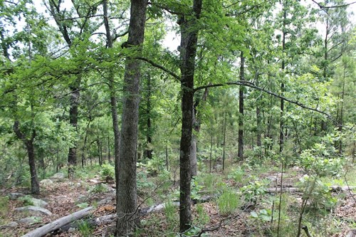 Indian Ridge Phase II Tract 59