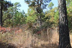 Indian Ridge Phase III Tract 113