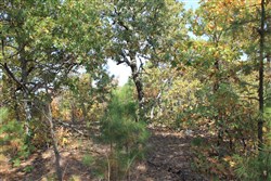 Indian Ridge Phase III Tract 113