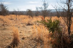 Painted Horse Tract 30