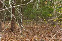 Reserves At Cattail Cove Phase I Tract 1