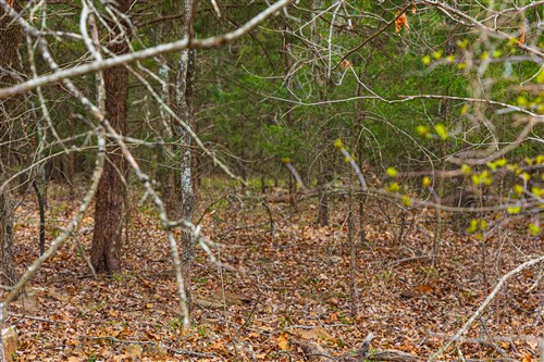 Reserves At Cattail Cove Phase I Tract 1