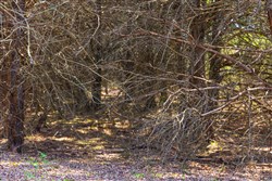 Reserves At Cattail Cove Phase I Tract 25