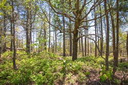 property photo for Eagles Nest Ranch Tract 10, 8 acres for sale in Pushmataha County, Oklahoma
