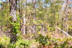 property photo for Eagles Nest Ranch Tract 11, 10.83 acres for sale in Pushmataha County, Oklahoma