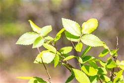 property photo for Eagles Nest Ranch Tract 18, 10.29 acres for sale in Pushmataha County, Oklahoma