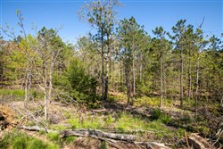 property photo for Eagles Nest Ranch Tract 20, 10.69 acres for sale in Pushmataha County, Oklahoma