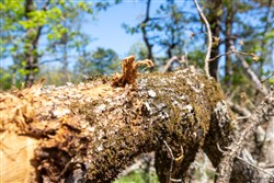 property photo for Eagles Nest Ranch Tract 21, 7.93 acres for sale in Pushmataha County, Oklahoma
