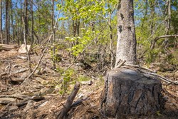property photo for Eagles Nest Ranch Tract 22, 9.21 acres for sale in Pushmataha County, Oklahoma