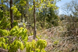 property photo for Eagles Nest Ranch Tract 25, 11 acres for sale in Pushmataha County, Oklahoma