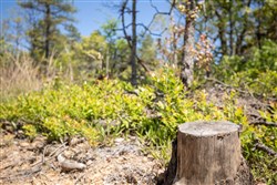 property photo for Eagles Nest Ranch Tract 25, 11 acres for sale in Pushmataha County, Oklahoma