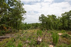 property photo for Eagles Nest Ranch Tract 28, 6.22 acres for sale in Pushmataha County, Oklahoma