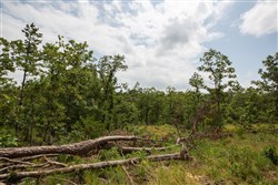 property photo for Eagles Nest Ranch Tract 29, 5.4 acres for sale in Pushmataha County, Oklahoma