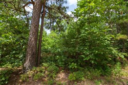 property photo for Eagles Nest Ranch Tract 31, 8.19 acres for sale in Pushmataha County, Oklahoma
