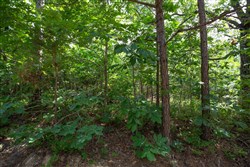 property photo for Eagles Nest Ranch Tract 32, 8.12 acres for sale in Pushmataha County, Oklahoma