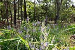 property photo for Eagles Nest Ranch Tract 35, 10.01 acres for sale in Pushmataha County, Oklahoma