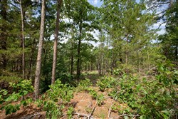 property photo for Eagles Nest Ranch Tract 36, 8.52 acres for sale in Pushmataha County, Oklahoma