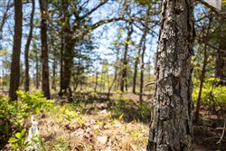property photo for Eagles Nest Ranch Tract 4, 6.36 acres for sale in Pushmataha County, Oklahoma