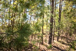 property photo for Eagles Nest Ranch Tract 4, 6.36 acres for sale in Pushmataha County, Oklahoma