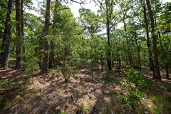 property photo for Eagles Nest Ranch Tract 41, 10.05 acres for sale in Pushmataha County, Oklahoma