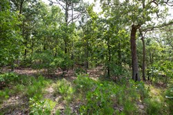 property photo for Eagles Nest Ranch Tract 41, 10.05 acres for sale in Pushmataha County, Oklahoma