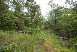 property photo for Eagles Nest Ranch Tract 41, 10.05 acres for sale in Pushmataha County, Oklahoma