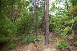 property photo for Eagles Nest Ranch Tract 42, 10.25 acres for sale in Pushmataha County, Oklahoma