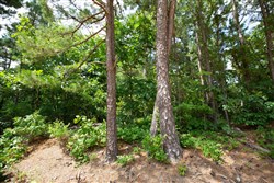 property photo for Eagles Nest Ranch Tract 43, 9.46 acres for sale in Pushmataha County, Oklahoma