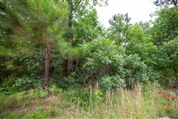 property photo for Eagles Nest Ranch Tract 45, 10.82 acres for sale in Pushmataha County, Oklahoma
