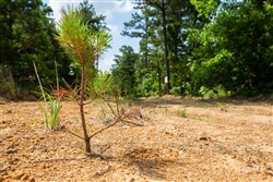 property photo for Eagles Nest Ranch Tract 46, 11.08 acres for sale in Pushmataha County, Oklahoma