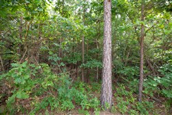 property photo for Eagles Nest Ranch Tract 46, 11.08 acres for sale in Pushmataha County, Oklahoma