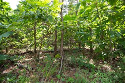 property photo for Eagles Nest Ranch Tract 46, 11.08 acres for sale in Pushmataha County, Oklahoma