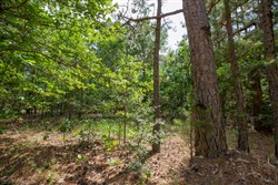property photo for Eagles Nest Ranch Tract 47, 11.21 acres for sale in Pushmataha County, Oklahoma