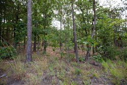property photo for Eagles Nest Ranch Tract 49, 12.19 acres for sale in Pushmataha County, Oklahoma