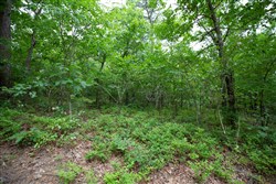 property photo for Eagles Nest Ranch Tract 51, 6.92 acres for sale in Pushmataha County, Oklahoma