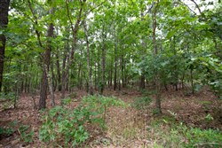 property photo for Eagles Nest Ranch Tract 53, 5.99 acres for sale in Pushmataha County, Oklahoma