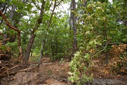 property photo for Eagles Nest Ranch Tract 55, 8.86 acres for sale in Pushmataha County, Oklahoma
