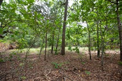 property photo for Eagles Nest Ranch Tract 55, 8.86 acres for sale in Pushmataha County, Oklahoma