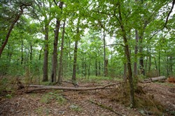 property photo for Eagles Nest Ranch Tract 57, 13.03 acres for sale in Pushmataha County, Oklahoma