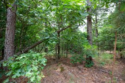 property photo for Eagles Nest Ranch Tract 61, 13.09 acres for sale in Pushmataha County, Oklahoma