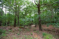 property photo for Eagles Nest Ranch Tract 61, 13.09 acres for sale in Pushmataha County, Oklahoma