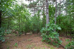 property photo for Eagles Nest Ranch Tract 61, 13.09 acres for sale in Pushmataha County, Oklahoma