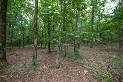 property photo for Eagles Nest Ranch Tract 62, 11.17 acres for sale in Pushmataha County, Oklahoma