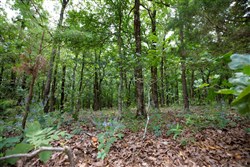 property photo for Eagles Nest Ranch Tract 62, 11.17 acres for sale in Pushmataha County, Oklahoma