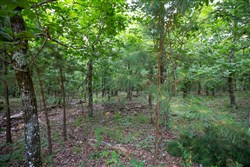 property photo for Eagles Nest Ranch Tract 62, 11.17 acres for sale in Pushmataha County, Oklahoma
