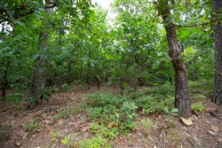 property photo for Eagles Nest Ranch Tract 63, 5.05 acres for sale in Pushmataha County, Oklahoma