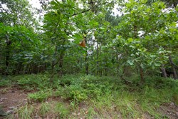property photo for Eagles Nest Ranch Tract 63, 5.05 acres for sale in Pushmataha County, Oklahoma